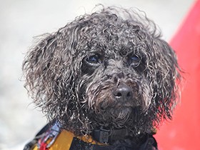 ボール遊びや、川や海での水泳も大好き　ミックス犬の「エマ」