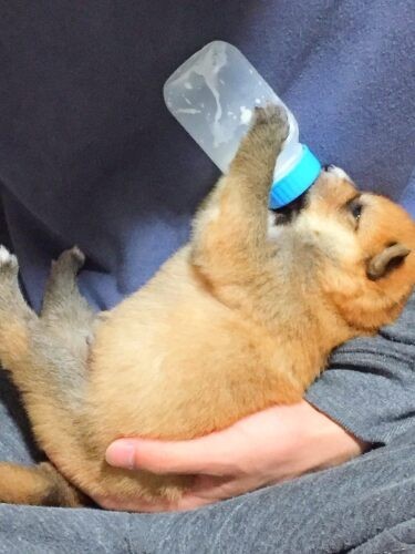 家にきたころの「福」