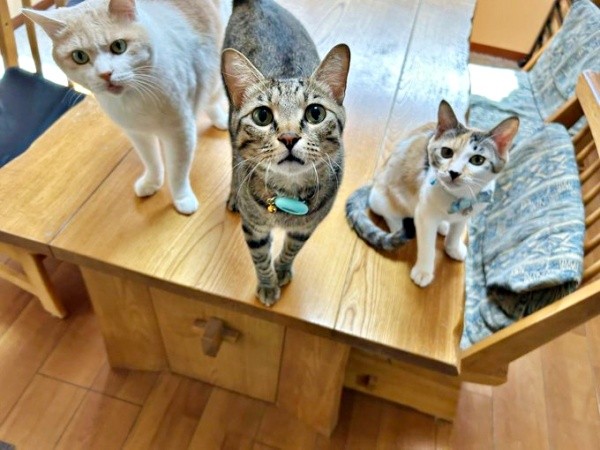 3猫きょうだいが勢ぞろい！（左から）チョムスケくん、五平ちゃん、はなこちゃん（画像提供：あんしゃろちょむさん）