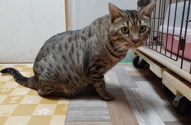 ベンガル猫のレオン