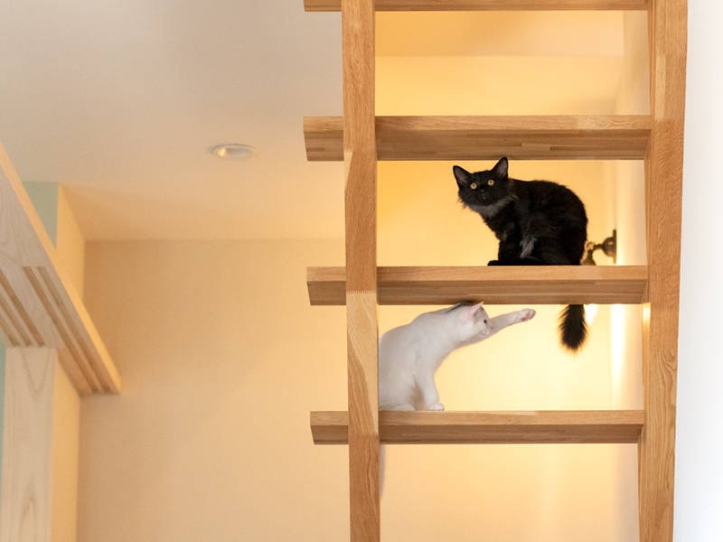 尻尾をチョイチョイ