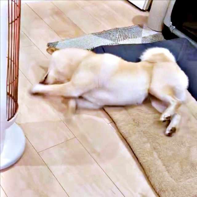 寝ながらもぞもぞと動き出したうるちゃん（画像提供：うるちゃんさん）