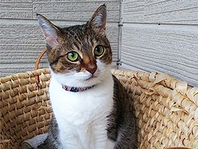 久しぶりのベランダ　外の空気が気持ちいいね　日本猫「萌菜」