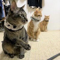 手前から華ちゃん、判くん、佐助くん。ほどよい距離で仲良し