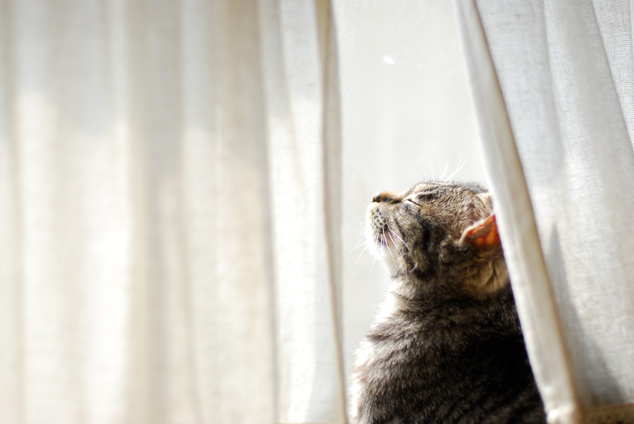 走り回っていた捨て猫の子猫が元気をなくし、うずくまる→保護 その
