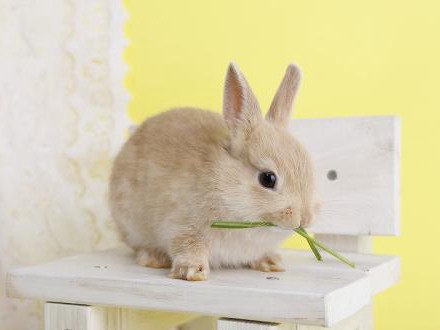 うさぎの体の不思議　性別はどう見分けるか