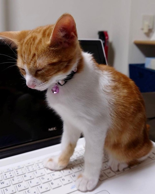 子猫の頃、パソコンの上に乗って作業の邪魔をした