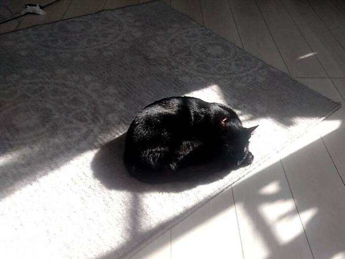 部屋の日だまりで気持ちよさそうにスヤスヤ。「素敵な家族と出会ってよかった」と、譲渡したボランティアさんも笑顔です。姉妹のシュガーもよいご縁を見つけたそう（Aさん提供）