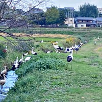 水路まわりに集まった接滅危惧種のコウノトリ（画像提供：なつまきさん）