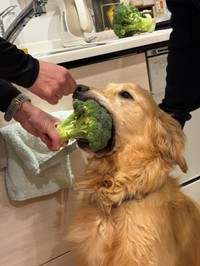 ブロッコリーをガブリ！丸ごと強奪