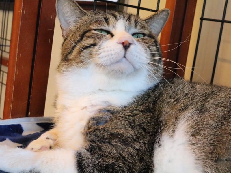 ねこかつにいた「なら君」時代。仲良しの猫もいたが、ちょっと引っ込み思案だったとか（ねこかつ提供）