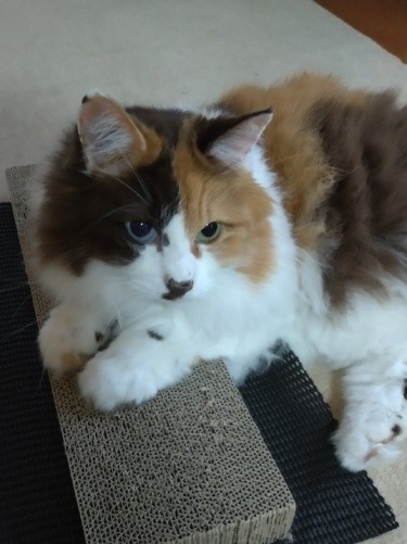 家にきたころの「ぺぃ」