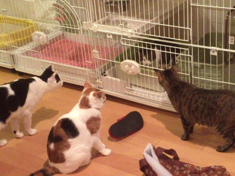 新入りさんが家にくると猫がわらわら集まる