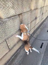 一度出会った柴犬に会いたくて（提供：◆KORO◆さん）