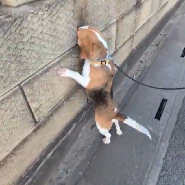 一度出会った柴犬に会いたくて（提供：◆KORO◆さん）