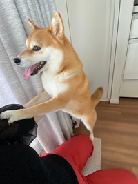 「お膝に乗せて」と飼い主さんにアピールするひるねちゃん（提供：柴犬ひるねさん）