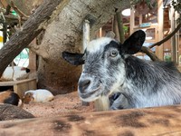 ヤギのキャサリン（長崎バイオパーク提供）