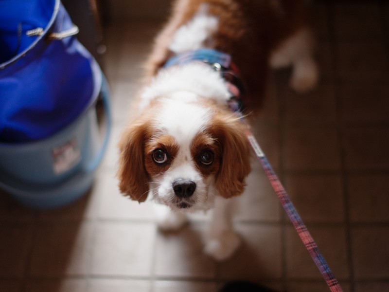 「早くお散歩出かけようよ」（小林写函撮影）
