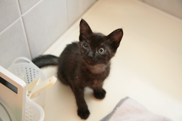 クレオは保護時にノミだらけで首が脱毛、貧血していた（tekoさん提供）