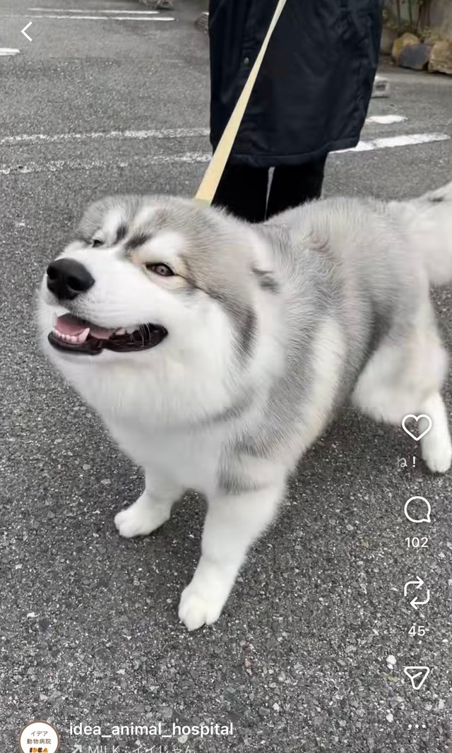 すっかり病院好きの甘えん坊になりました