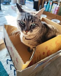 箱の中って落ち着くんだ＝chi_puc_noa_yuz2828さん提供
