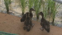 アイガモのヒナが田んぼデビュー♪