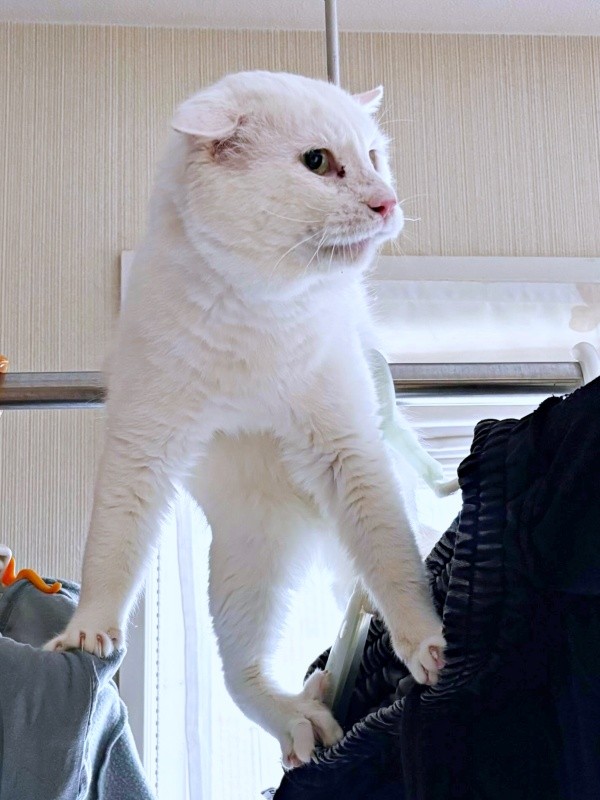 「どうしよう」耳がペタンと垂れて降りるタイミングをうかがうあなごさん（画像提供：Hirokoさん）