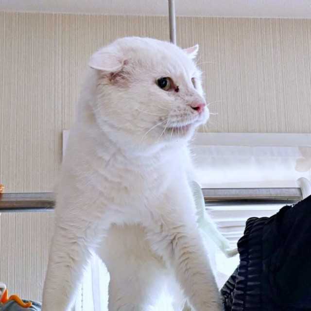 「どうしよう」耳がペタンと垂れて降りるタイミングをうかがうあなごさん（画像提供：Hirokoさん）