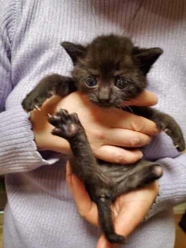 病院から預かり、家で授乳をしているクロチビちゃん。左脚先が欠損しているけど、とても可愛い子です！無事に家族がみつかりました