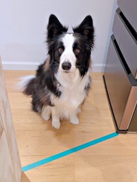 テープの前でぴたりと足をとめたルークくん（画像提供：ボーダーのルークさん）