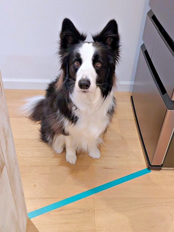 テープの前でぴたりと足をとめたルークくん（画像提供：ボーダーのルークさん）