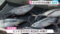 ビンナガマグロの水揚げ好調　前年同時期の４８倍　宮城・気仙沼港