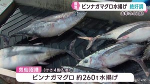 ビンナガマグロの水揚げ好調　前年同時期の４８倍　宮城・気仙沼港