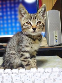 保護2日目、少しずつ家に慣れてきたキビくん（画像提供：やまざきうなむーさん）