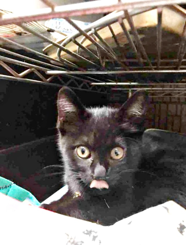 生後2カ月のYoちゃん。エアコンの室外機下などに身を隠していました（画像提供：黒猫Yoちゃん（3にゃん）さん）