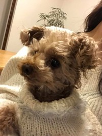 ぬいぐるみ制作の根底にあるのは、命を尊く思う気持ち
