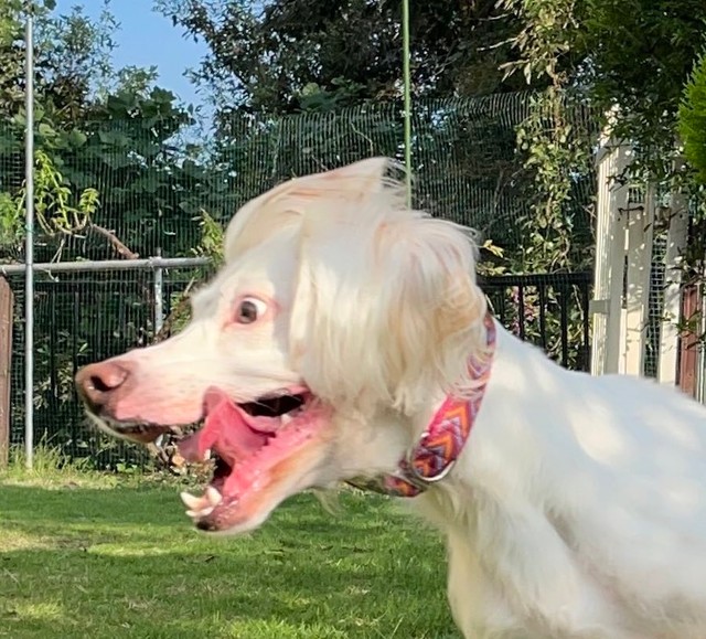 抜群のスタイルを誇る美女イングリッシュセッター、麦ちゃん。しかし猟犬種のスイッチが入った途端、ぷるぷるの唇や大きな耳やお目々がなぜかホラー化。『バイオハザード』に出てきそうな犬としても人気の元保護犬さんです（画像提供：みのかさ さん @inekaratukutta）