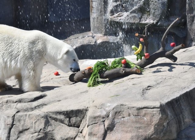 2020年のホッキョクグマへの敬老プレゼントの様子。この木は今も時々嚙ったり動かしたりと愛用中（画像は公式Twitterから）