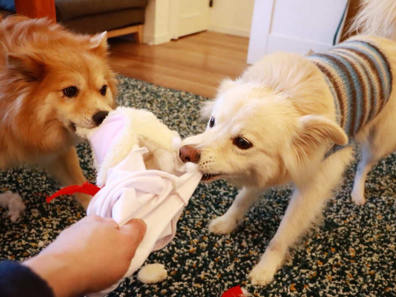 引っ張る力は大吉（9歳）の方が福助（7歳）より圧倒的に強い