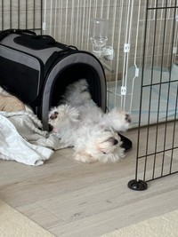 お家の中でへそ天でリラックス（提供：ほたてさん）