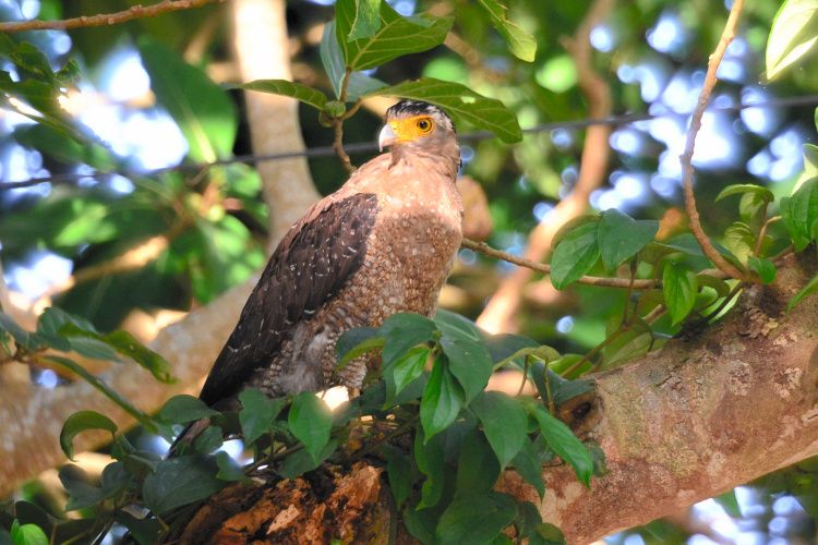 国の特別天然記念物カンムリワシ