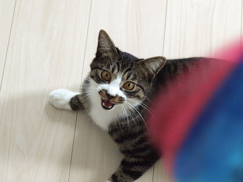 「もっと遊べーー！」