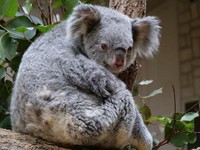 東山コアラの「ビッグマザー」ティリー（名古屋市東山動植物園提供）