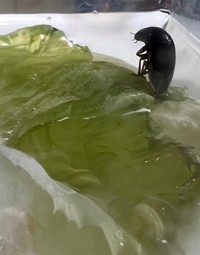 こちらが話題の「考える虫」