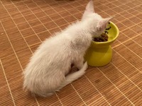 細い体で必死に栄養を補給していた