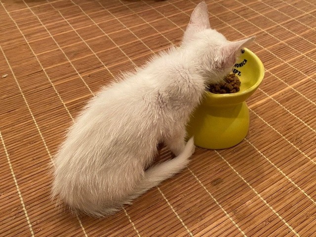 細い体で必死に栄養を補給していた