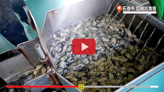 #431石巻市 狐崎浜漁港 カキ編③