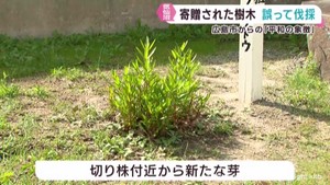 広島市から寄贈された戦後復興シンボルの木　宮城・気仙沼市の委託業者が誤って伐採