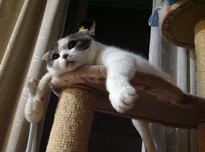 お留守番が長いとお気に入りのタワーでふてくされる事もあったので、いつも早く家に帰らないと、とかおりさんは思っていた（かおりさん提供）