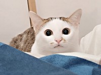 一緒に暮らし始めて1年、こちらをのぞくマルちゃん（画像提供：越南猫の日本暮らしさん）